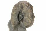 Triassic Ammonite (Ceratites posseckeri) Fossil - Germany #243504-2